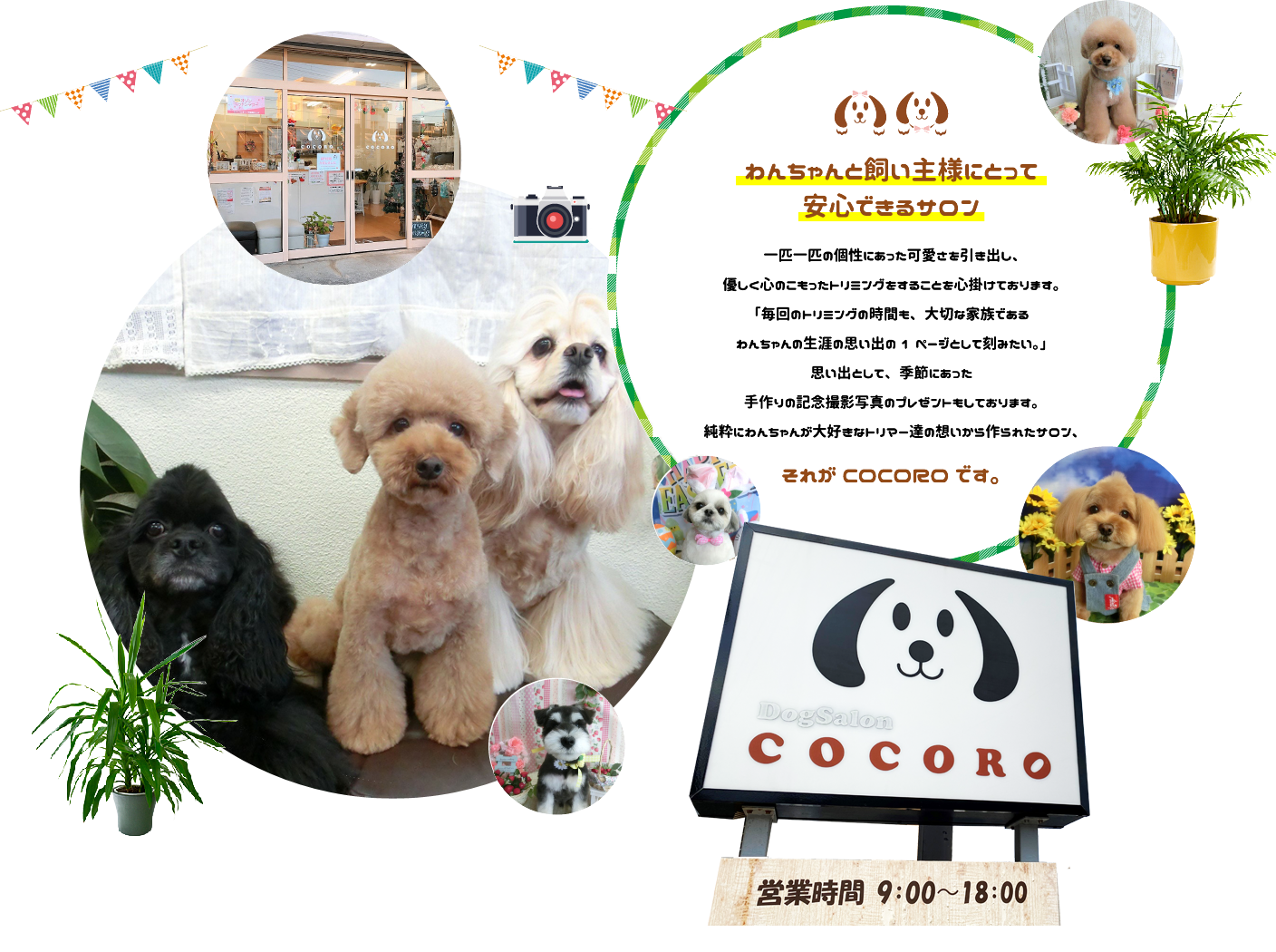 DogSalon COCORO ドッグサロンココロ ｜朝霞｜志木｜犬専門の